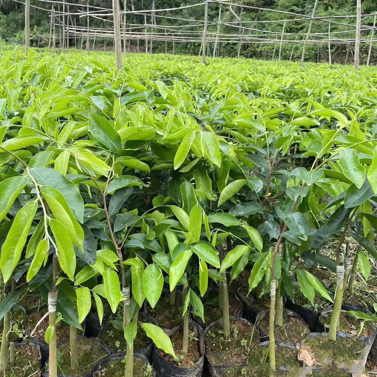 沉香种植全流程指南：从白木香树苗选育到沉香结香技术，打造高价值生态康养产业链