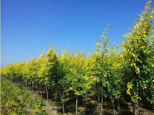 开原市中心苗圃-表单-金数据