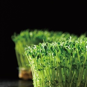 活体豌豆苗 / 份