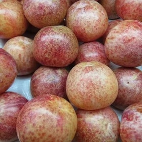 新疆阿克苏恐龙蛋李子  4斤装